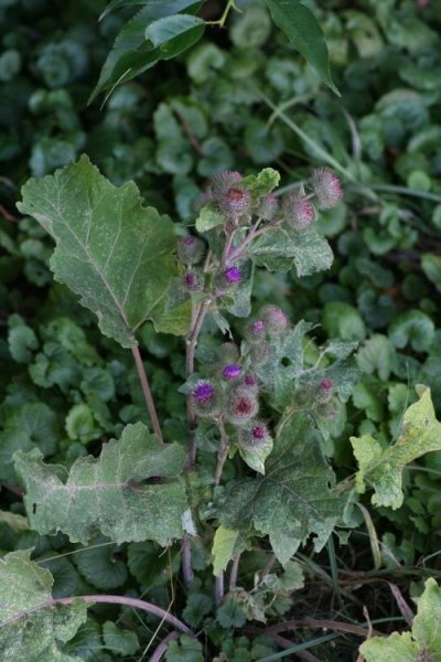  - Arctium_tomentosum_ep_(1)