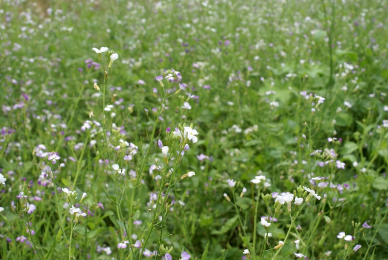 GartenRettich (Raphanus sativus) Zoom die Honigmacher