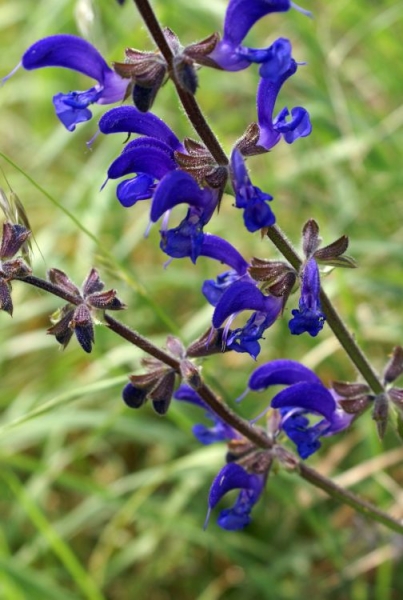 Salvia Pratensis - JungleKey.fr Image